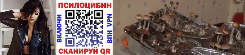Галлюциногенные грибы мицелий  Юрьев-Польский 